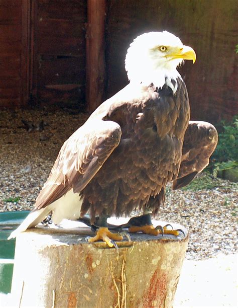 Wiltshire 2009/83 Hawk Conservancy Trust