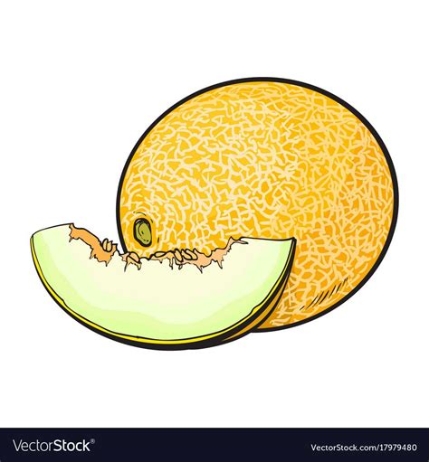 Ripe and juicy yellow melon, vector illustration isolated on white ...