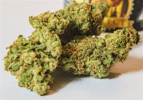 Jack Herer strain