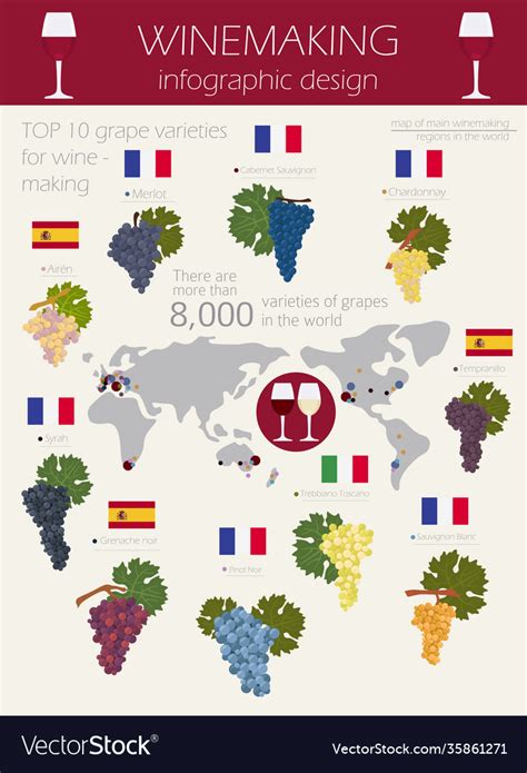 Grapes varieties for wine winemaking infographic Vector Image