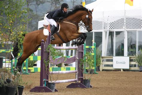 Bay Warmblood Horse - Show Jumping at Pebble Beach by HorseStockPhotos ...