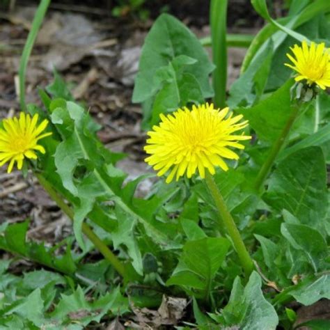 Budburst | common dandelion