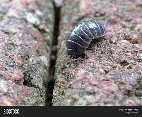 Woodlouse Slater Image & Photo (Free Trial) | Bigstock