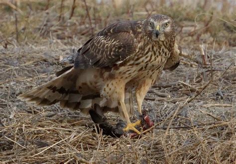 Northern Harrier | San Diego Bird Spot