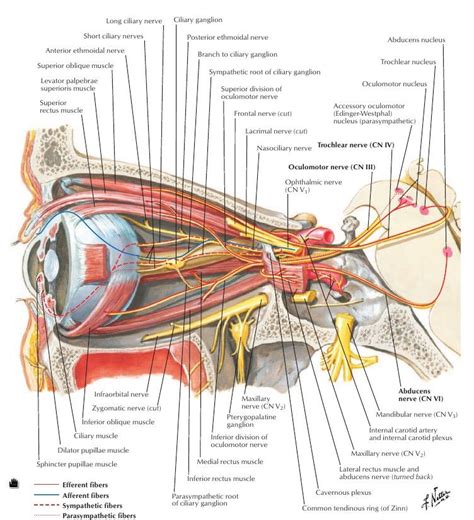 Anatomy Head, Nerve Anatomy, Body Anatomy, Anatomy Art, Orbit Anatomy, Eye Health Facts, Rectus ...