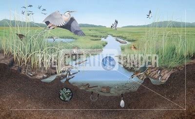 'New England Salt Marsh Food Web' by Barbara Harmon - Illustration from ...