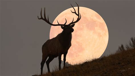 July full moon 2022: 'Buck supermoon' passes Saturn | Space