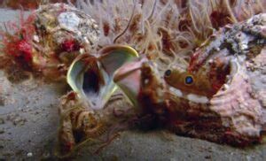 13 Frightening Sarcastic Fringehead Facts - Fact Animal