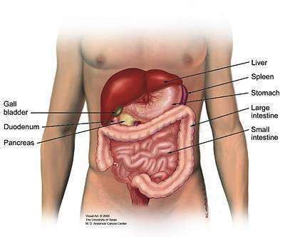 What is the Pancreas? - Pancreatic Cancer Action Network