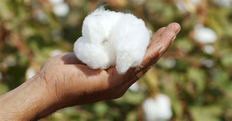 Cotton crop expected to grow by more than twice - Profit by Pakistan Today