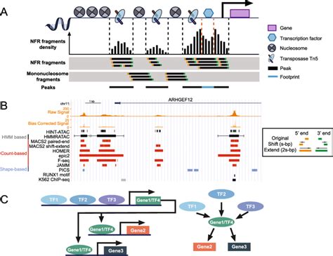 Schematic and real ATAC-seq data from core and advanced analyses. a In... | Download Scientific ...