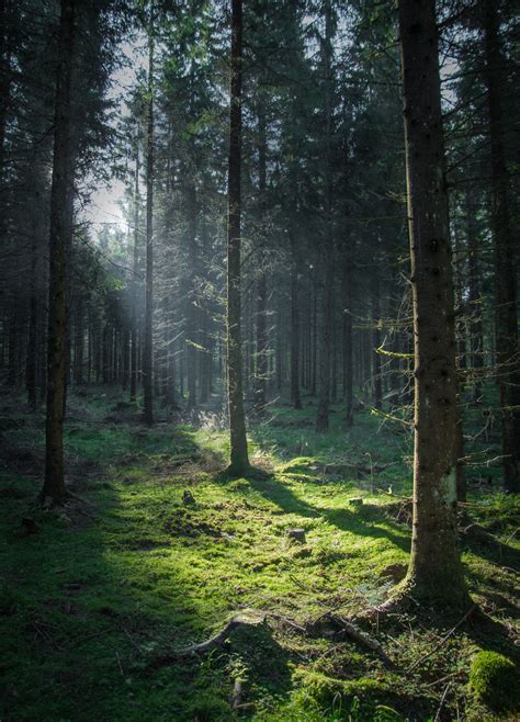 Photographer Magnus Dovlind Captures Swedish Nature As A Therapy ...