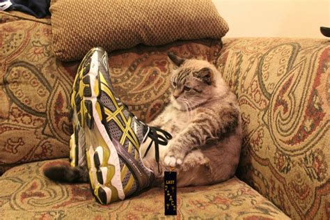 Defeated cat wearing sneakers : r/photoshopbattles