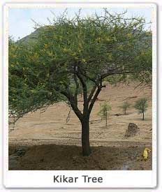 Kikar Tree: Info, Medicinal Uses & Cultivation Details