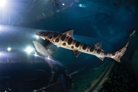 Bay Nature Magazine: Abundant Leopard Sharks Find a New Bay Haven