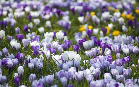 crocuses, Glade, White, Primrose, Lilac, Spring Wallpapers HD / Desktop and Mobile Backgrounds