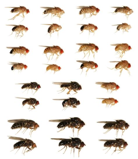 Array of Drosophila mutants | Fruit flies, Arthropods, Modern life