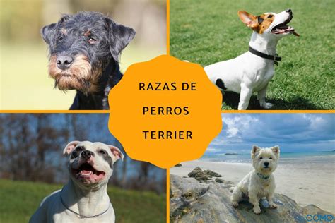 15 razas de perros terrier