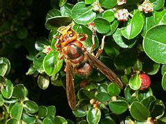 Category:Vespa crabro (queen) - Wikimedia Commons