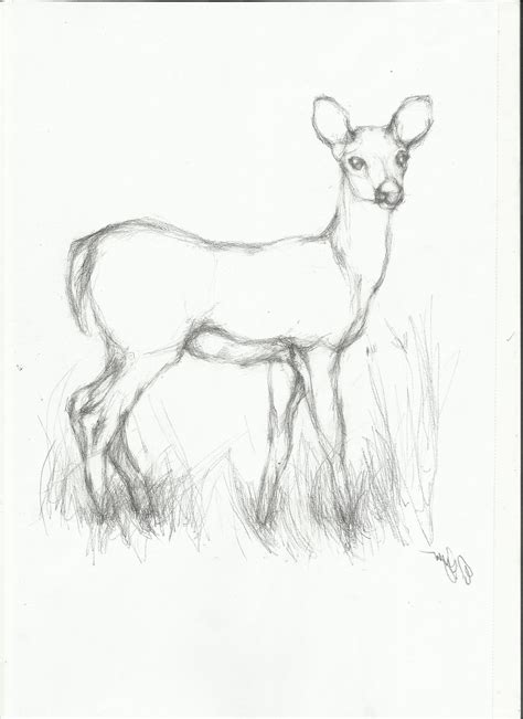 Wild Animals Drawing at GetDrawings | Free download