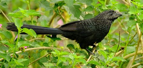 Groove-billed Ani — Birding With Camera and Paint