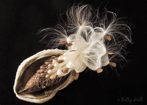 Milkweed seeds - Betty Hall Photography