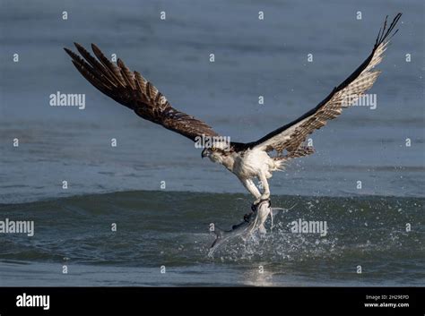 An osprey in Florida Stock Photo - Alamy