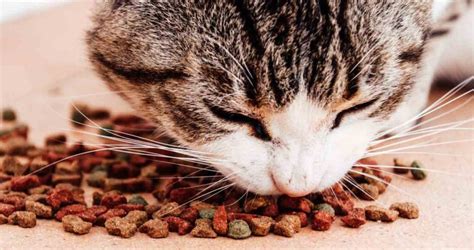 Food Allergies in Cats: Symptoms, Causes, and Management