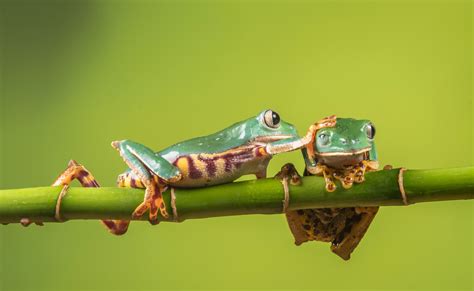 Amphibian Bamboo Frog Green Tree Frog Wildlife Wallpaper - Resolution:4329x2658 - ID:1054869 ...