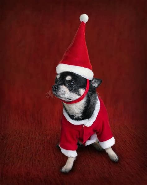 Cute Portrait of a Chihuahua Dressed in Santa`s Costume for Christmas ...