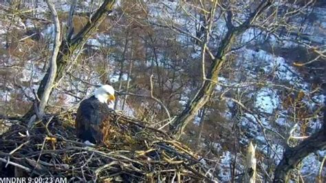 DNR's 'EagleCam' returns - KSTP.com 5 Eyewitness News