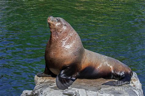 Steller Sea Lion Bull Basking on Rock Photograph by Arterra Picture Library - Fine Art America