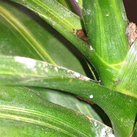 How to get rid of mealybugs on indoor plants – lovethatleaf