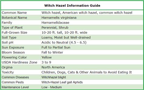 Planting Guide: Witch Hazel Plant Care | ShrubHub