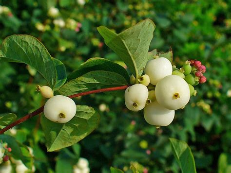 snowberry - Green Seattle Partnership