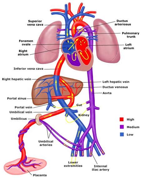 Fetal Circulation Schematic Diagram