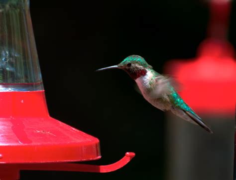 NW Bird Blog: Broad-tailed Hummingbird