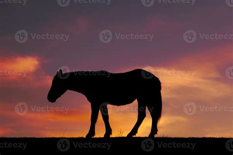 horse silhouette in the sunset 2586003 Stock Photo at Vecteezy