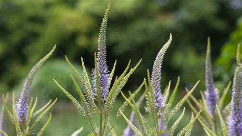 How To Plant, Grow, And Care For Culver’s Root | Cuidado De Plantas