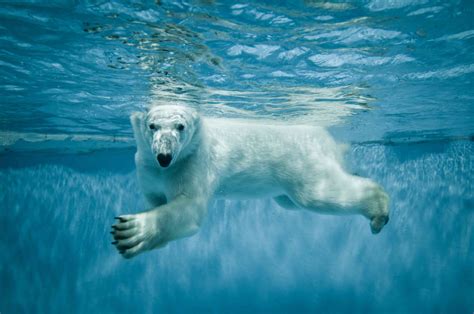 10 Fascinating Facts About Polar Bears