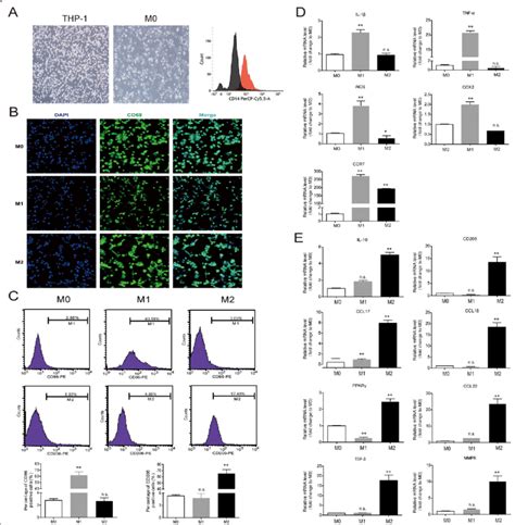 Human THP-1 monocyte differentiation into M1 and M2 macrophages. a The... | Download Scientific ...