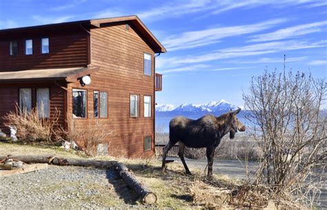 Interesting Cow Moose Behavior At Majestic View Bed And Breakfast