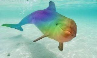 Pin on Rainbow Dolphin Pictures