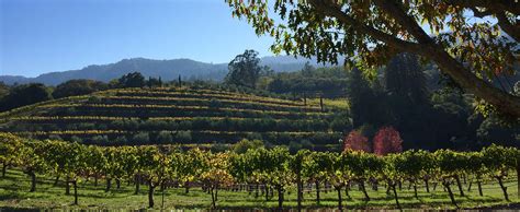 9 Best Sonoma Wineries in Sonoma Valley | Body Flows Article