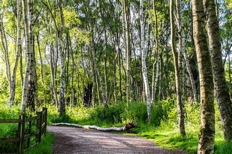 Sherwood Forest Country Park | Nottinghamshire County Council