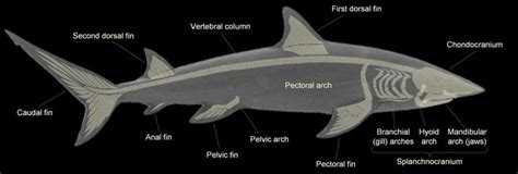 SHARK TERMINOLOGY | Shark pictures, Shark, Shark facts