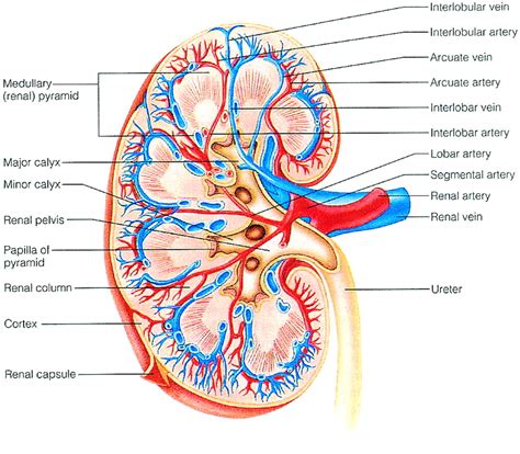 Renal Column