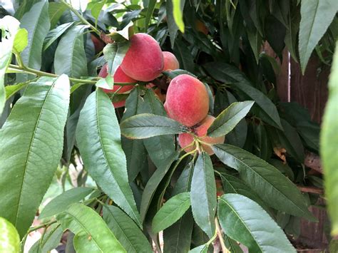 Cooling Down with Peach Leaves | Gardening in the Desert