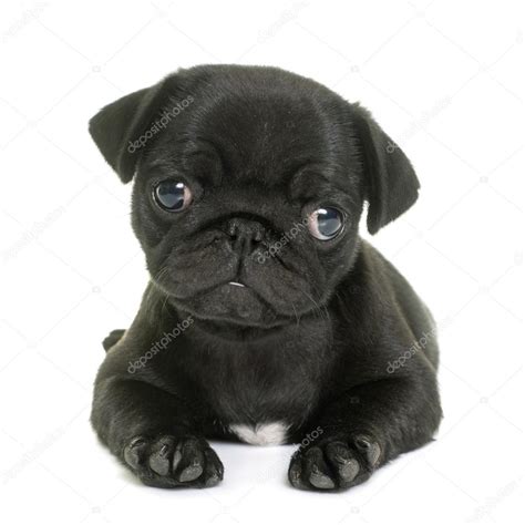 puppy black pug — Stock Photo © cynoclub #126095442