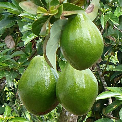 Miki Avocado Tree (alpukat) – Malaysia Online Plant Nursery